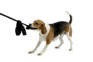 ein bezaubernd Beagle spielen mit Kleider foto