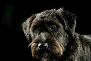 Porträt von ein bezaubernd Drahthaarig gemischt Rasse Hund suchen neugierig beim das Kamera foto