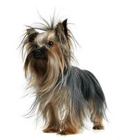 schön Yorkshire Terrier Stehen im ein Weiß Studio Hintergrund foto