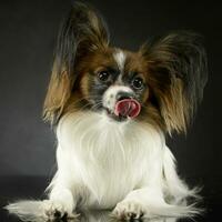 süß Papillon Lecken seine Lippen im dunkel Foto Studio