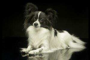 Papillon im das schwarz Foto Studio Hintergrund