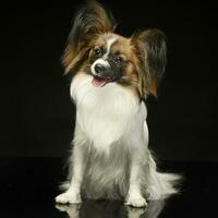 Papillon im das schwarz Foto Studio Hintergrund