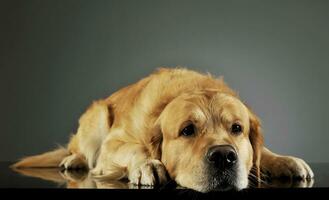 Studio Schuss von ein bezaubernd Labrador Retriever foto