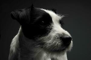 Porträt von ein bezaubernd Pfarrer Russell Terrier suchen traurig foto