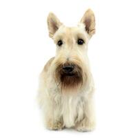 Studio Schuss von ein bezaubernd schottisch Terrier foto