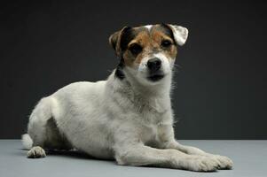 ein bezaubernd Pfarrer Russell Terrier Lügen auf grau Hintergrund foto