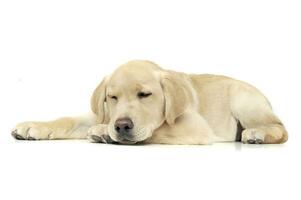 ein bezaubernd Labrador Retriever Hündchen Schlafen auf Weiß Hintergrund. foto