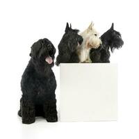 Studio Schuss von ein bezaubernd schwarz Russisch Terrier und drei schottisch Terrier foto