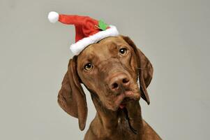 Porträt von ein bezaubernd Magyar vizsla suchen neugierig beim das Kamera mit komisch Santa claus Hut foto