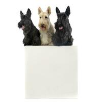 Studio Schuss von drei bezaubernd schottisch Terrier Sitzung auf ein Box foto