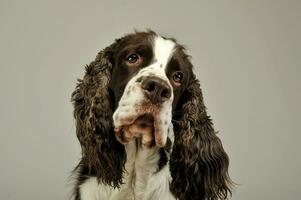 Porträt von ein bezaubernd Englisch Cocker Spaniel foto