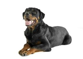 Rottweiler Lügen und wach im ein Weiß Hintergrund foto