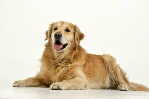 Studio Schuss von ein bezaubernd golden Retriever foto