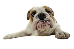 komisch Englisch Bulldogge genießen das Foto Studio