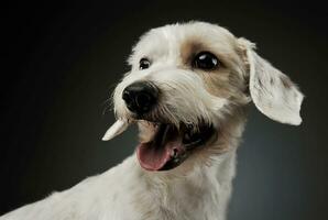 Porträt von ein bezaubernd gemischt Rasse Hund suchen zufrieden foto