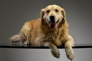 Studio Schuss von ein bezaubernd golden Retriever foto