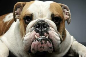 Englisch Bulldogge Spaß im ein grau Foto Studio