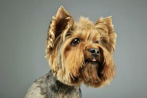 Porträt von ein bezaubernd Yorkshire Terrier foto