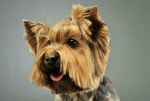 Porträt von ein bezaubernd Yorkshire Terrier foto