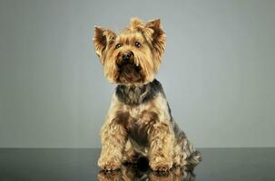 Studio Schuss von und bezaubernd Yorkshire Terrier foto