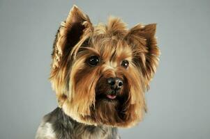 Porträt von ein bezaubernd Yorkshire Terrier foto