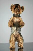 Yorkshire Terrier im ein grau Foto Studio