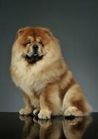 Studio Schuss von ein bezaubernd Chow Chow Sitzung und suchen neugierig beim das Kamera foto