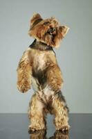 Studio Schuss von und bezaubernd Yorkshire Terrier foto