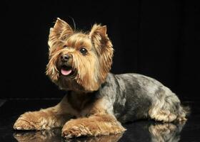 Yorkshire Terrier im ein schwarz Foto Studio