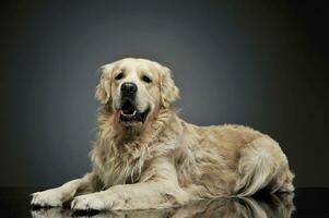 Studio Schuss von ein bezaubernd golden Retriever Lügen und suchen neugierig beim das Kamera foto