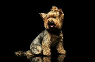 Studio Schuss von ein bezaubernd Yorkshire Terrier foto