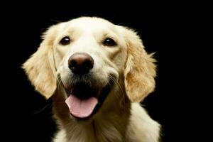 Porträt von ein bezaubernd golden Retriever Hündchen foto