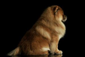 Studio Schuss von ein bezaubernd Chow Chow Sitzung auf schwarz Hintergrund foto