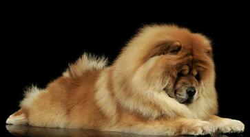 Studio Schuss von ein bezaubernd Chow Chow Lügen auf schwarz Hintergrund foto