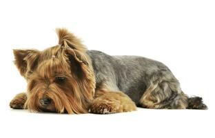 Studio Schuss von ein bezaubernd Yorkshire Terrier foto