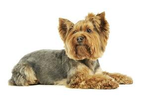 Studio Schuss von ein bezaubernd Yorkshire Terrier foto