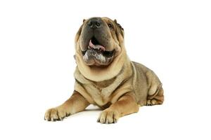 Studio Schuss von ein bezaubernd shar pei foto