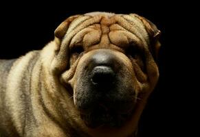 Porträt von ein bezaubernd shar pei foto