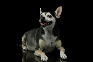 Studio Schuss von ein bezaubernd gemischt Rasse Hund foto