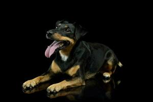 Studio Schuss von ein bezaubernd Jack Russell Terrier Hündchen foto