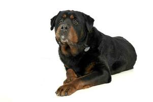 Studio Schuss von ein bezaubernd Rottweiler suchen neugierig beim das Kamera foto