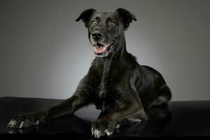 Studio Schuss von ein bezaubernd gemischt Rasse Hund foto