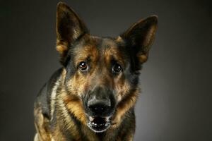 Porträt von ein bezaubernd Deutsche Schäfer Hund foto