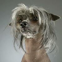 Chinesisch mit Haube Hund im ein grau Hintergrund Foto Studio