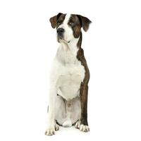 ein bezaubernd gemischt Rasse Hund Sitzung auf Weiß Hintergrund foto