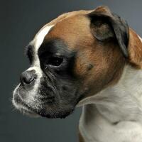 nett jung Boxer im das Foto Studio