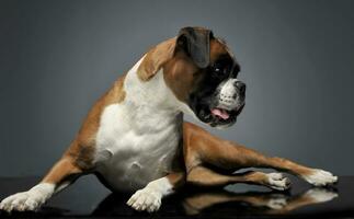 nett jung Boxer im das Foto Studio