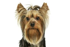 Porträt von ein bezaubernd Yorkshire Terrier foto