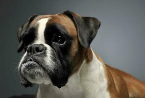 nett jung Boxer im das Foto Studio