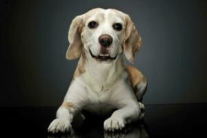 Studio Schuss von ein bezaubernd Beagle foto